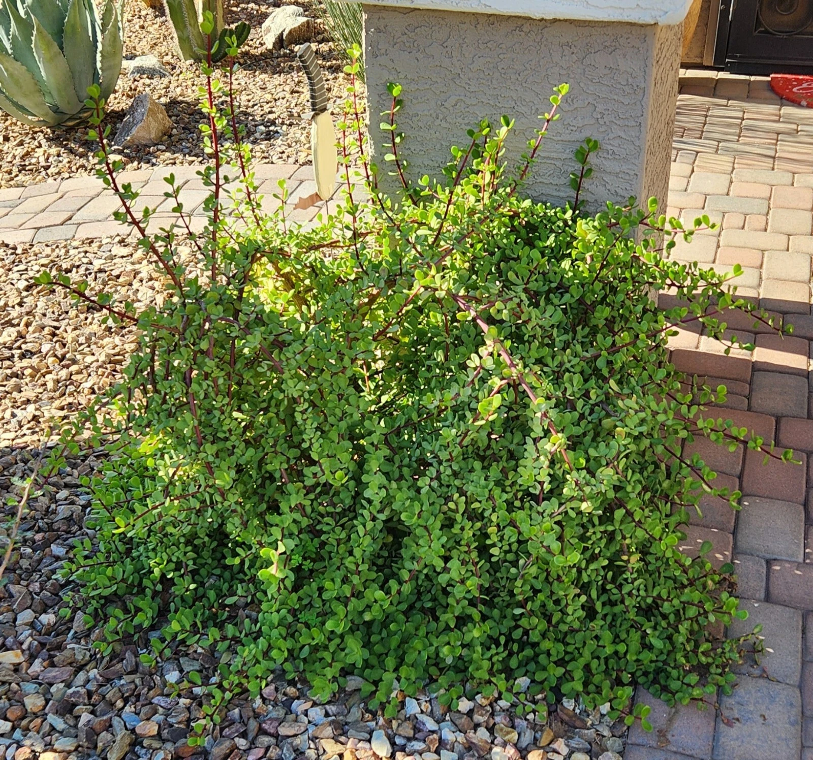 Portulacaria afra “Mammoth” Succulent Cuttings – 5 Live Elephant Bush Stems for Rooting & Growing, Drought-Tolerant Indoor Outdoor Plant