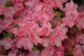 Hampton Beauty Azalea Starter Plant - Pink Deciduous Rhododendron, Heavy Bloomer, Partial Shade, Well-Draining Soil