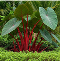 Hawaiian Punch Elephant Ear Plant – Small Rooted Colocasia Esculenta for Garden or Container Growing