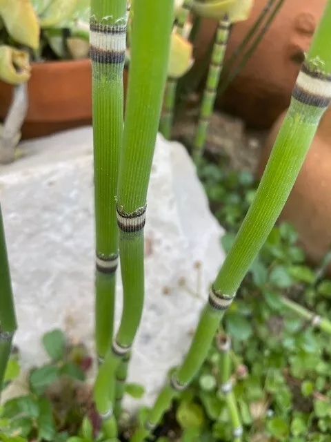 15 Horsetail Equisetum Snake Grass Cuttings – 12" Live Reed-Like Plants for Ponds, Wet Gardens & Landscaping