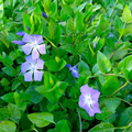 Vinca Major Periwinkle Cuttings – 10 Live Unrooted Purple Flower Groundcover, Trailing Perennial, Scientific Name Vinca major