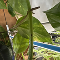 Golden Pothos Rooted Cutting – Live Epipremnum Aureum Indoor Houseplant, Trailing Climber, Variegated Green and Yellow Foliage