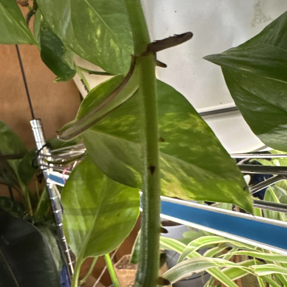 Golden Pothos Rooted Cutting – Live Epipremnum Aureum Indoor Houseplant, Trailing Climber, Variegated Green and Yellow Foliage