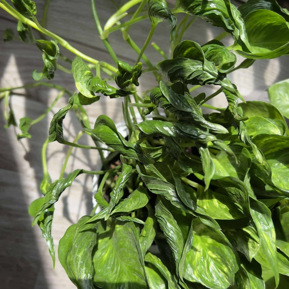 Unrooted Shangri La Pothos Cuttings – 4 Live Epipremnum Aureum Propagation Plants for Indoor Houseplant