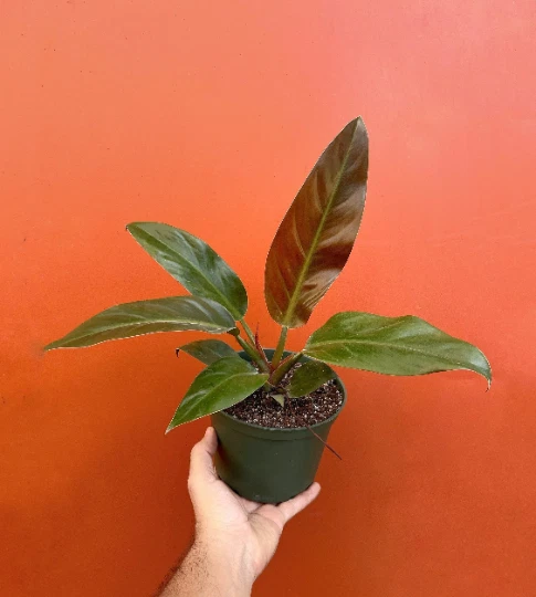 Red Imperial Philodendron Live Plant – 6 Inch Pot, Philodendron erubescens Imperial Red Indoor or Outdoor