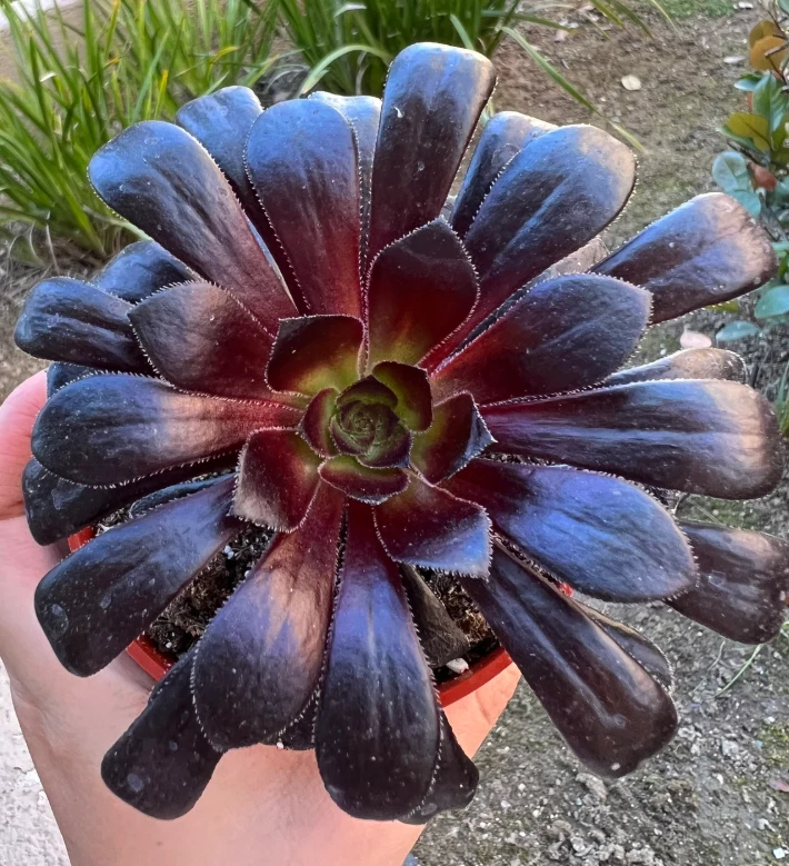 Aeonium ‘Black Rose’ Live Succulent Plant in 2-Inch Pot | Aeonium arboreum Zwartkop