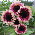 Purple Plum Sunflower Seeds – 25 Count, Deep Purple Helianthus for Pollinator Gardens