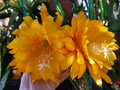Unrooted Epiphyllum Yellow Tang Cuttings – 8-10 Inch Orchid Cactus Segments for Propagation, Night Blooming Cactus, Trailing Plant