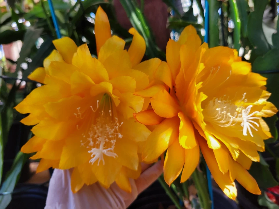 Unrooted Epiphyllum Yellow Tang Cuttings – 8-10 Inch Orchid Cactus Segments for Propagation, Night Blooming Cactus, Trailing Plant