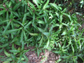 Callisia fragrans Unrooted Cuttings – Medicinal Basket Plant, Green Foliage, Easy Propagation, Indoor & Outdoor