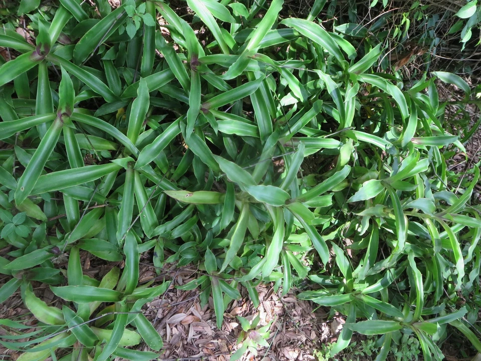 Callisia fragrans Unrooted Cuttings – Medicinal Basket Plant, Green Foliage, Easy Propagation, Indoor & Outdoor