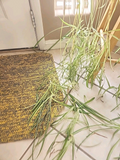Spider Plant Cuttings – 3 Live Chlorophytum comosum Pups for Indoor Propagation, Houseplant Starters