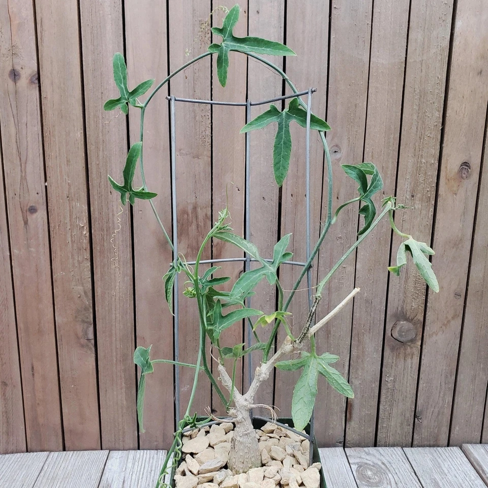 Ipomoea platensis Caudiciform Plant in 4" Pot – Rare Succulent with Caudex & Vining Growth
