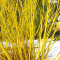 Dogwood Cuttings – 3 Yellow Twig & 3 Red Osier Unrooted Shrub Propagation Material, 7–10 Inches Cornus sericea
