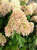 Limelight Hydrangea Cuttings 10 Unrooted Stem Propagation Hydrangea paniculata