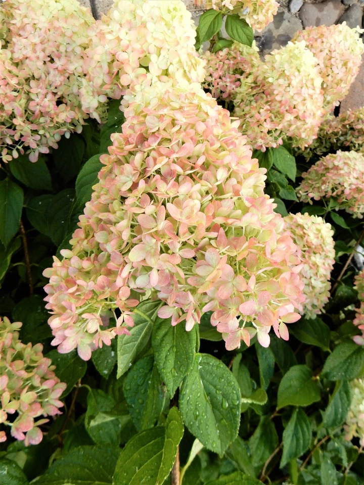 Limelight Hydrangea Cuttings 10 Unrooted Stem Propagation Hydrangea paniculata