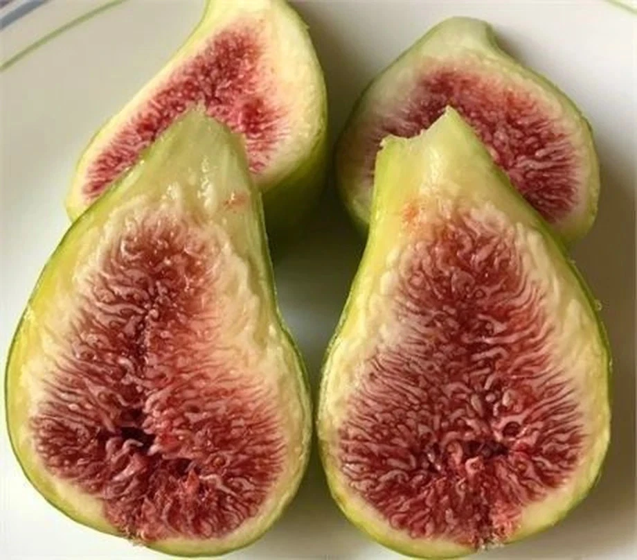 10 Fig Cuttings Bundle – Mixed Ficus carica Varieties for Propagation, Unrooted Fruit Tree Cuttings