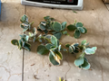 Kalanchoe fedtschenkoi ‘Lavender Scallops’ Live Succulent Cutting – Variegated Blue-Green Leaves with Pink Edges