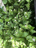 Tradescantia Green Wandering Jew Cuttings – 100 Fresh Stems for Rooting & Propagation, Indoor Houseplant, Trailing Foliage, T. fluminensis