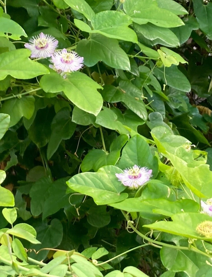 Passiflora Vine Cuttings – 20 Unrooted 7-Inch Passion Flower Stems for Propagation, Butterfly Host Plant, Climbing Vines