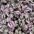 Tradescantia zebrina Cuttings – 5+ Unrooted Purple Wandering Jew Houseplant Trailing Propagation