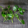 Peperomia ‘Cupid’ Cuttings – 6 Unrooted Heart-Shaped Vining Houseplant Stems for Propagation, Indoor Gardening, and Hanging Baskets