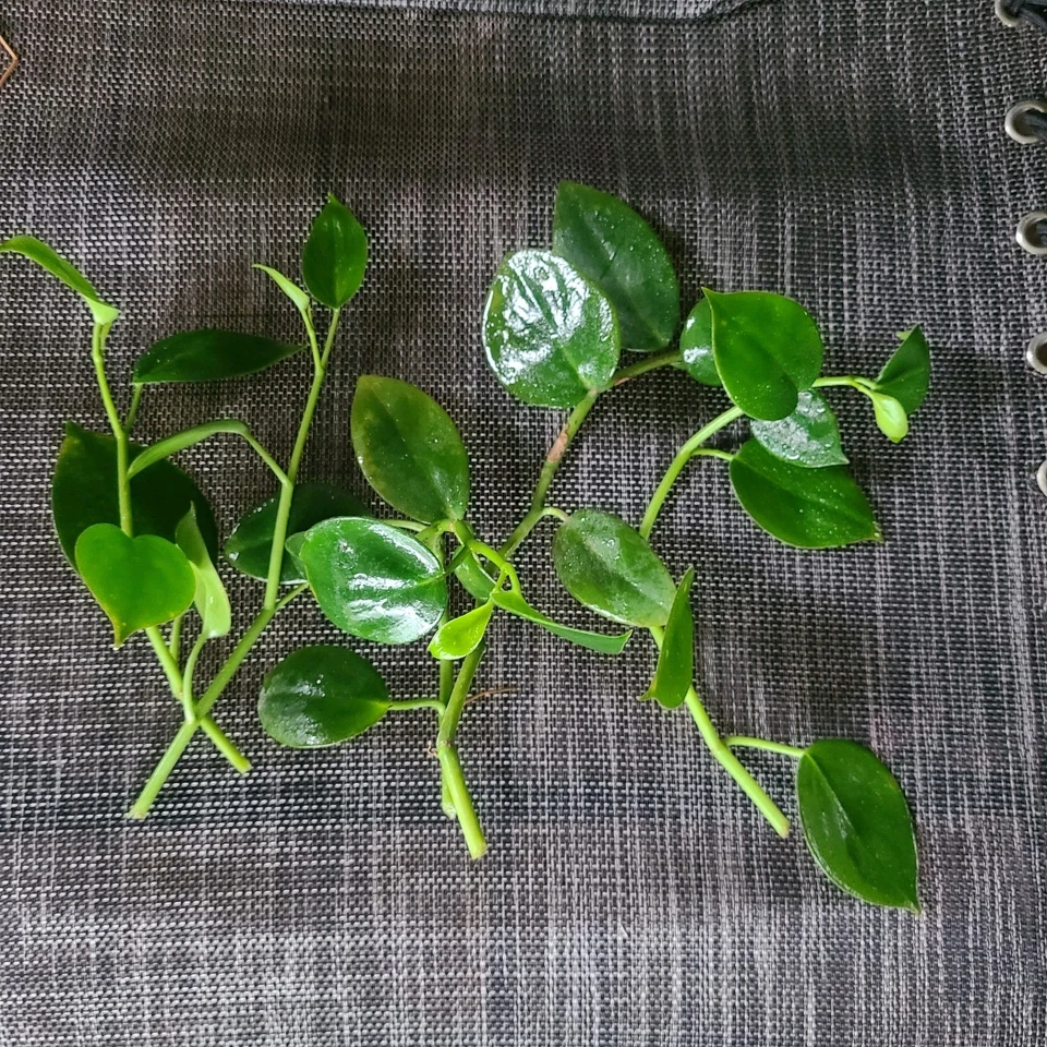 Peperomia ‘Cupid’ Cuttings – 6 Unrooted Heart-Shaped Vining Houseplant Stems for Propagation, Indoor Gardening, and Hanging Baskets