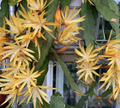 Golden Charm Epiphyllum Cuttings – 2 Unrooted Orchid Cactus Propagation Cuttings, Yellow Flower Epiphyllum, Trailing Cactus