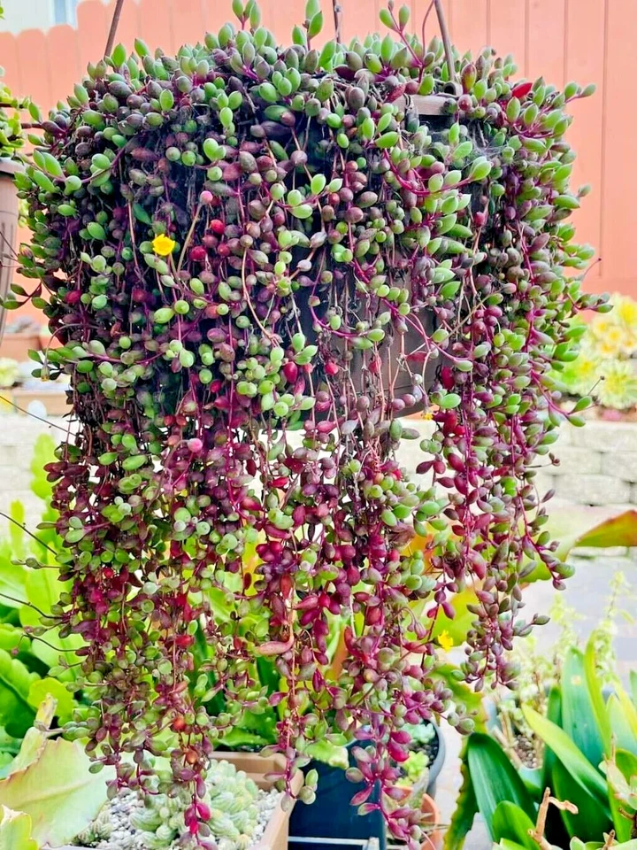 Othonna capensis ‘Ruby Necklace’ Seeds – Trailing Succulent for Hanging Baskets & Containers, Perennial, Bright Light, Ornamental Plant