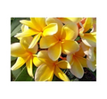 Yellow Plumeria Aztec Gold Cutting – 8–12 Inch Unrooted Frangipani Starter for Propagation
