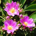 Pereskia Grandifolia Seeds – 10 Rare Leafy Cactus Tree Seeds for Growing