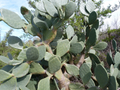 Rooted Opuntia ficus-indica Tuna Roja Prickly Pear Cactus Pad – Live Nopal Starter Plant for Desert Gardens