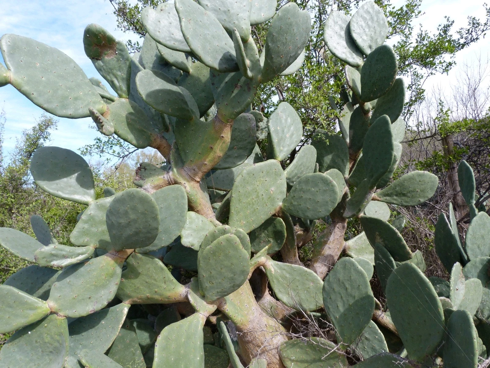 Rooted Opuntia ficus-indica Tuna Roja Prickly Pear Cactus Pad – Live Nopal Starter Plant for Desert Gardens