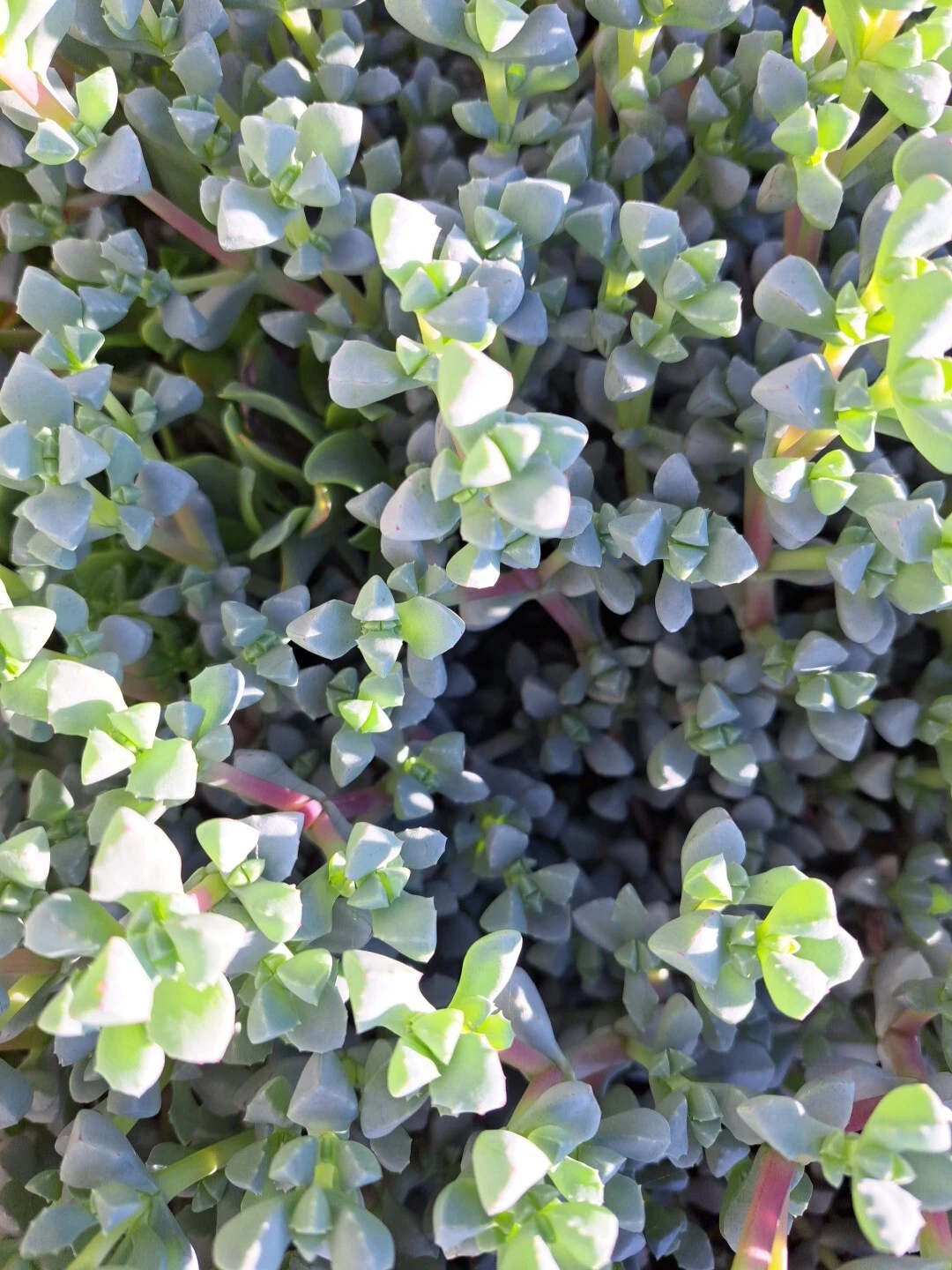 Oscularia Deltoides Ice Plant Succulent Cuttings - 10 Fresh Propagation Cuttings