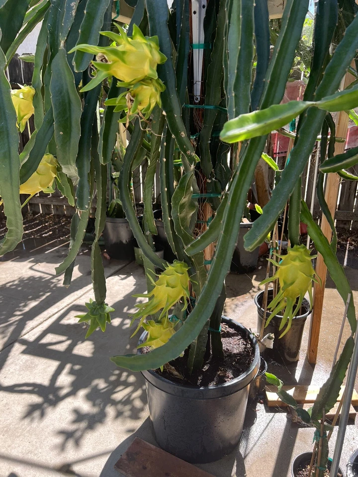 Yellow Dragon Fruit Cuttings – 4 Pack, Israel Yellow Variety, 7–9 Inch Stem Segments, Live Hylocereus Starter Plants for Exotic Fruit Growing