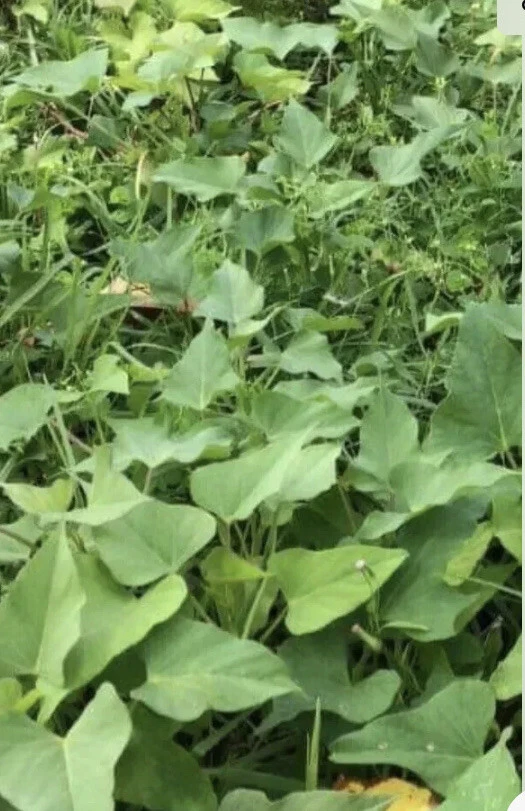 Beauregard Sweet Potato Slips – 10 Organic Live Cuttings for Planting, High-Yield Orange Roots, Vining Vegetable, Ipomoea batatas