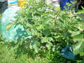 Maltese Falcon Fig Tree Cuttings – 5 Unrooted Ficus carica Propagation Cuttings – Rain Tolerant, Productive, Garden & Orchard