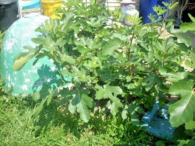 Maltese Falcon Fig Tree Cuttings – 5 Unrooted Ficus carica Propagation Cuttings – Rain Tolerant, Productive, Garden & Orchard