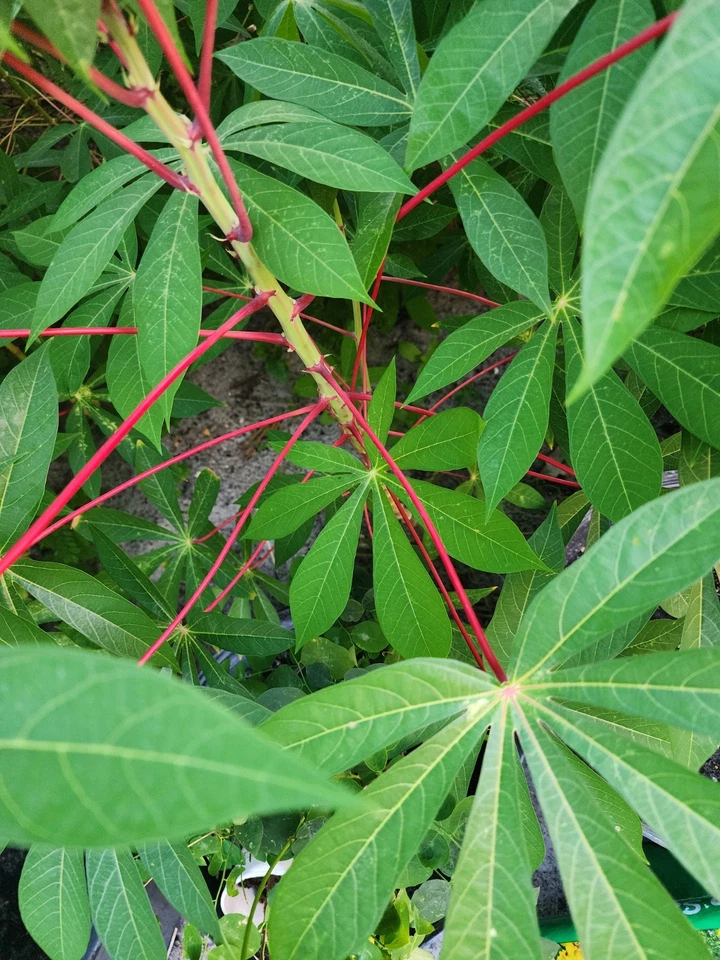 Red Cassava Cuttings – Manihot esculenta Yuca Stem Unrooted 5-8 Inches for Tropical Garden Propagation