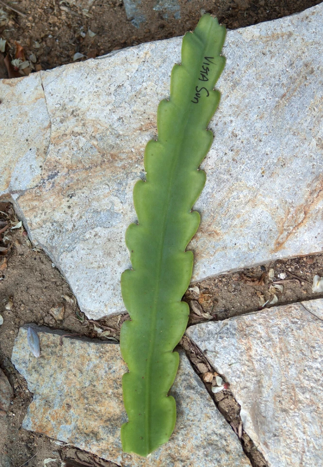 Epiphyllum Vista Sun Orchid Cactus Cutting – 8–10 Inch Unrooted Stem for Easy Propagation & Vibrant Blooms