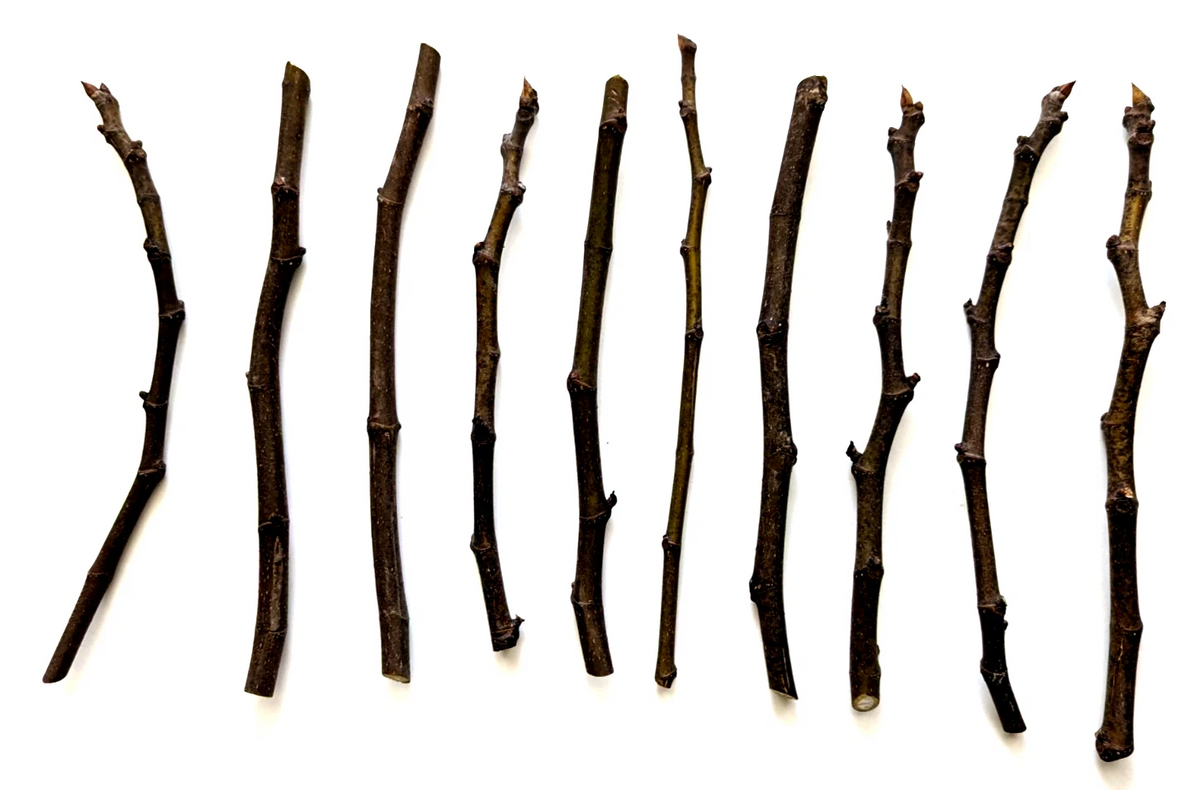 Chicago Hardy Fig Tree Cuttings – 10 Unrooted Hardwood Cuttings for Propagation
