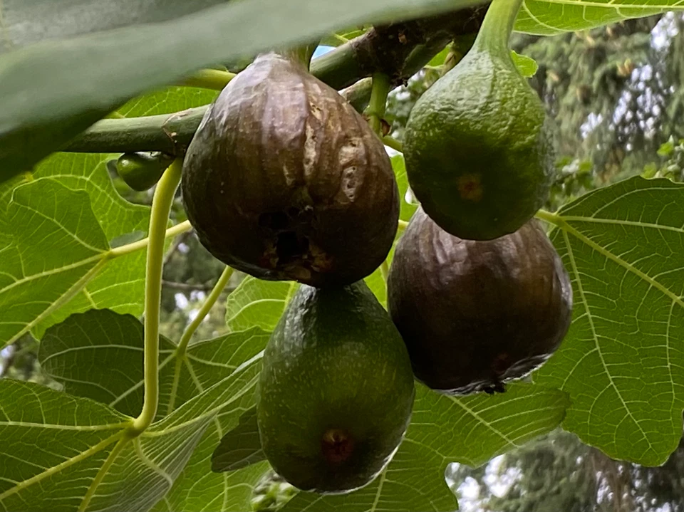 Violetta Fig Cuttings – 2 Thick Cold Hardy Ficus carica Stems for Rooting & Propagation in Soil or Trays