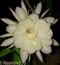 Night Blooming Cereus Queen of the Night – 3 Live Epiphyllum Plants, Easy-Grow Tropical Cactus Cuttings, Fragrant White Flowers