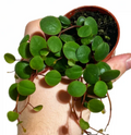 Peperomia Ruby Cascade Live Plant – Trailing Houseplant in 2 Inch Pot with Red and Green Foliage