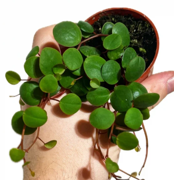 Peperomia Ruby Cascade Live Plant – Trailing Houseplant in 2 Inch Pot with Red and Green Foliage