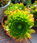 Aeonium arboreum Succulent – Well-Rooted Plant with Bonus Cuttings, Green Rosette, Easy Propagation, Indoor & Outdoor Garden Plant