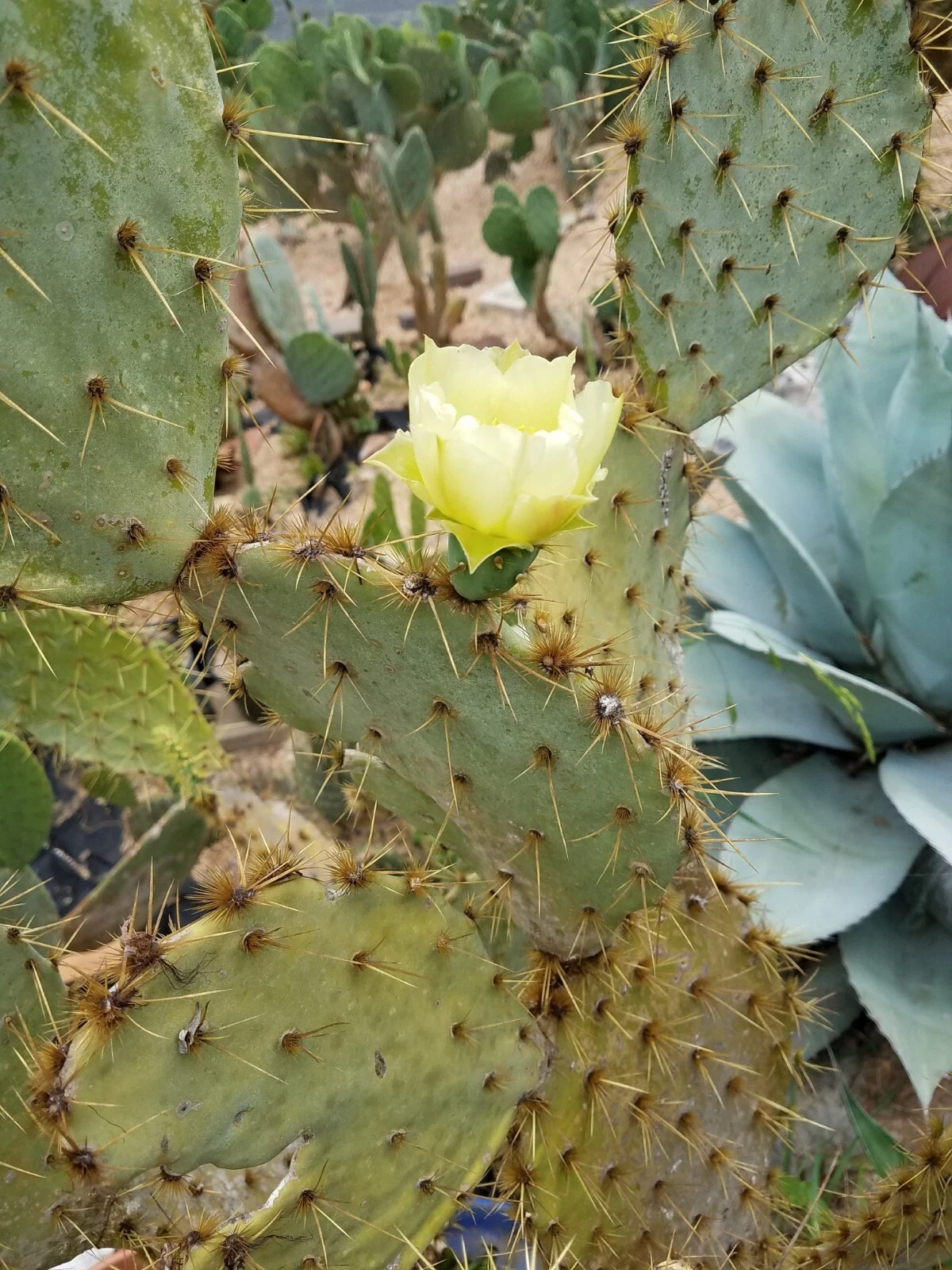 Opuntia alta Prickly Pear Cactus Pad – 1 Live White Blooming Nopal Starter Plant, South Texas Native, Drought Tolerant, Upright Growth