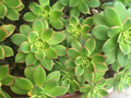 Aeonium Haworthii Kiwi Succulent Cuttings – 2 Unrooted Rosettes 3–5 Inches, Tricolor Foliage, Cactus Rose Plant