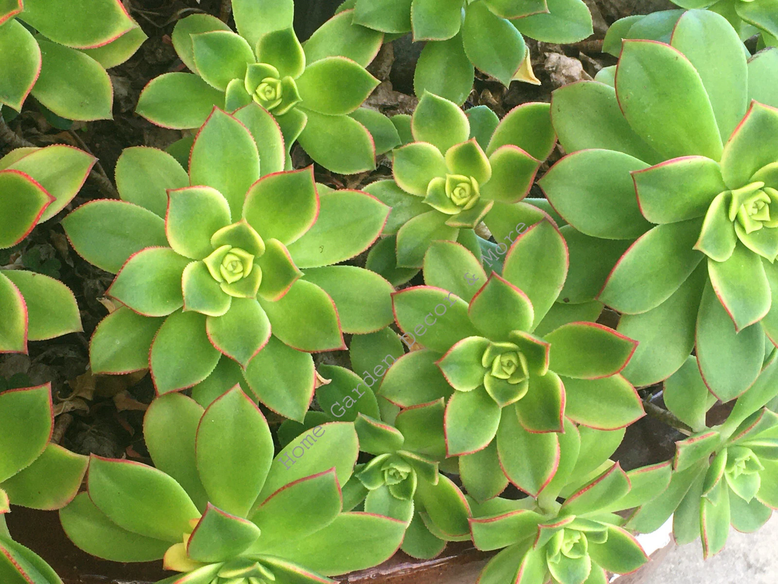 Aeonium Haworthii Kiwi Succulent Cuttings – 2 Unrooted Rosettes 3–5 Inches, Tricolor Foliage, Cactus Rose Plant