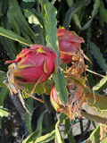 Dragon Fruit ‘Voodoo Child’ Cutting – Unrooted Pitaya Stem for Planting, Climbing Cactus, Hylocereus Cultivar